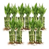 Live Lucky Bamboo 4-Inch Bundle of 100 Stalks - Live Indoor Plants for Home Decor, Arts & Crafts, and Feng Shui