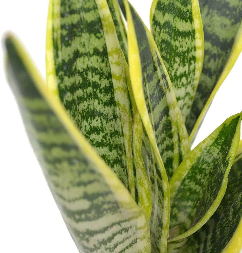 Amazon.com: American Plant Exchange Snake Plant – Medium 6-Inch