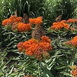 Orange Milkweed Plant Live Butterfly Milkweed Plant Asclepias Tuberosa Starter Plant