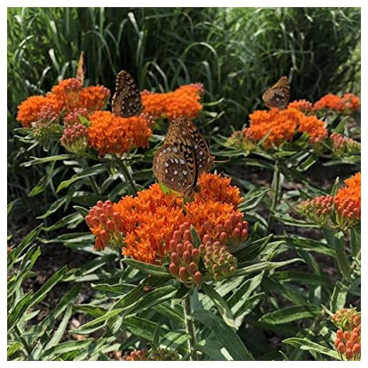Orange Milkweed Plant Live Butterfly Milkweed Plant Asclepias Tuberosa Starter Plant