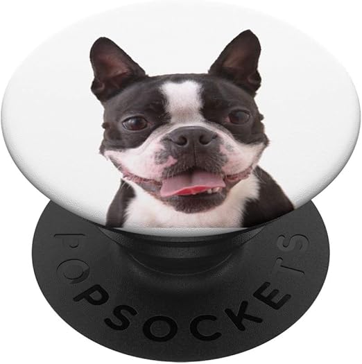 amazon boston terrier