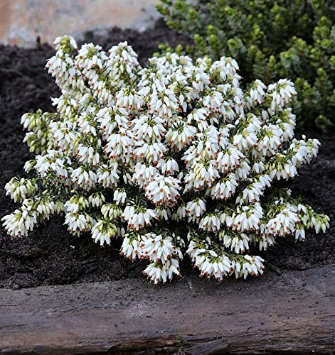 10x Winterheide Kathy - Erica carnea - lebende Gartenpflanze aus den Baumschulen