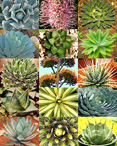 AGAVE MIX varietà, rare piante esotiche giardino deserto paesaggio succulenta 50 semi