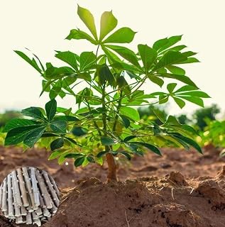 Pack of 5 Sweet Cassava Tree Cuttings, Yuca Manihot Esculenta Plant No Roots for Cassava Root, Perennial Woody Shrub Tree 6-10 Inch Tall,