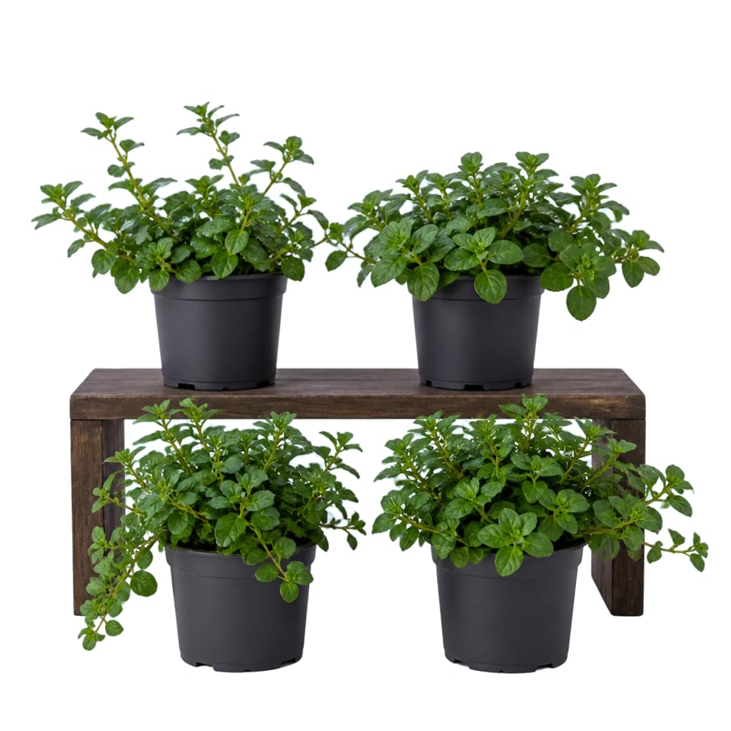 Set de 4 Flores Mentha Piperita Menta Piperita | DECOALIVE | 25-30 cm de Altura | para Balcón Luminoso