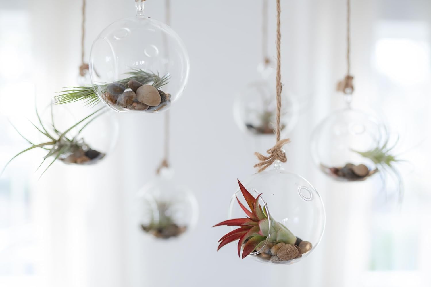 Premium Florida-Grown Collection of Tillandsia Air Plants - Wholesale and Bulk - Succulents - Live Tillandsia - Easy Care Indoor and Outdoor House Plants (Set of 10)