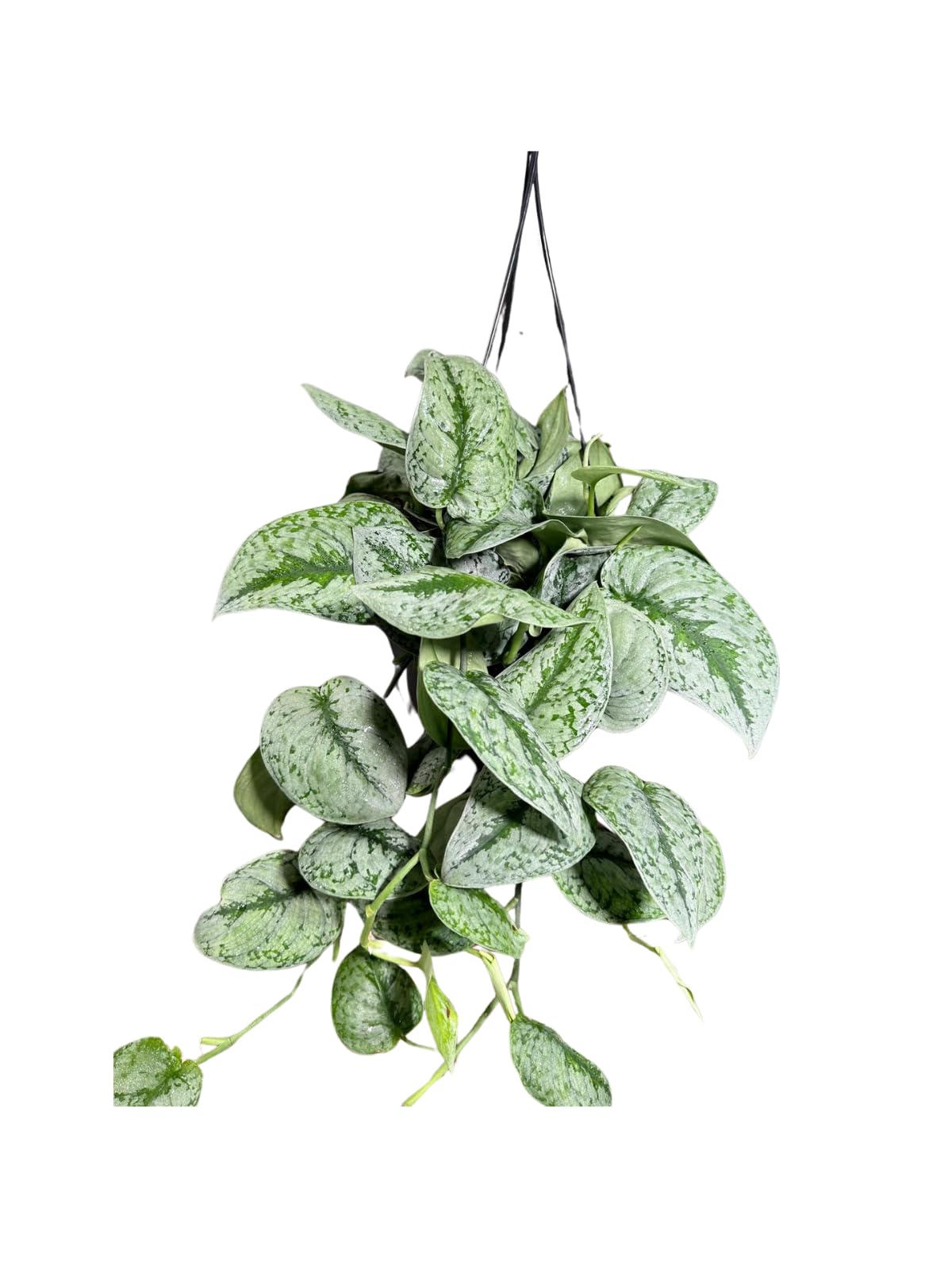 Amazon.com : Scindapsus Pictus Exotica in a 8 inch Hanging Basket