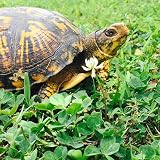 Vilmorin mélange de fleurs pour tortues terrestres, sachet 12 g photo 3