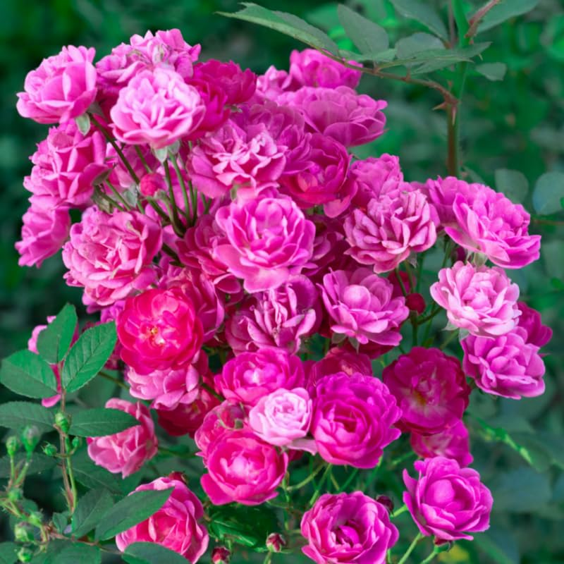 Amazon.com : Bright Pink Rose Bushes Ready to Plant, Climbing