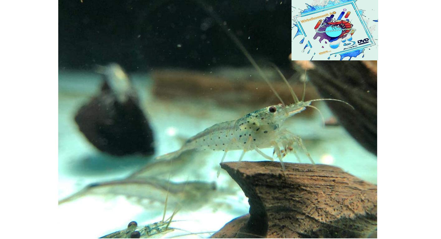 Amano Garnele Caridina multidentata 2-4 cm 10x