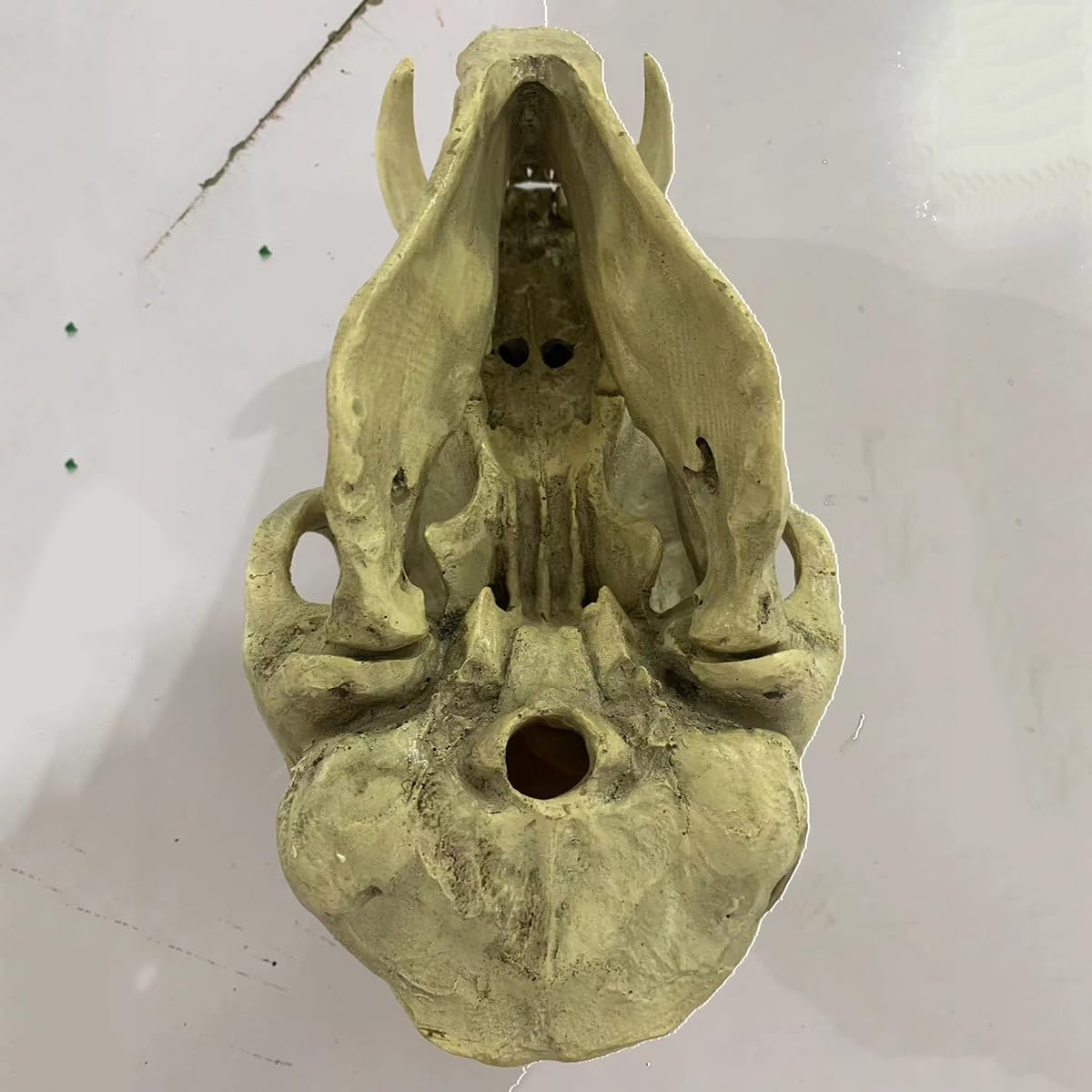 Modelo de cráneo de Babuino, Modelo de cráneo de Animal de simulación, Modelo de cráneo de Mono de Resina, Modelo de cráneo de orangután, decoración de Fiesta de Halloween