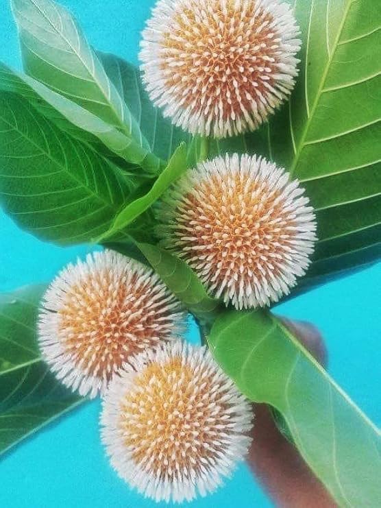 Corofitam_Jasmine PlantKadamba/Kodom/Rani Seasoning Flower Live Plant