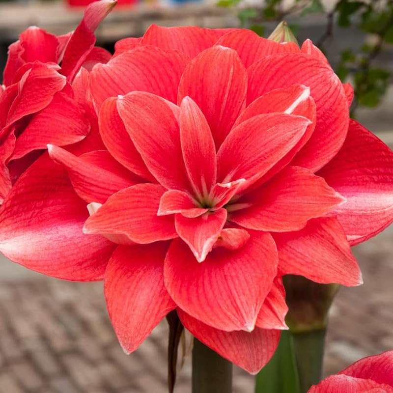 Luxurious Blooms Amaryllis Lily Flowering Bulbs Imported Variety for Indoor and Outdoor Gardening Double Dream (Pack Of 6) (B0CQLV5R4G) Amazon Price History, Amazon Price Tracker