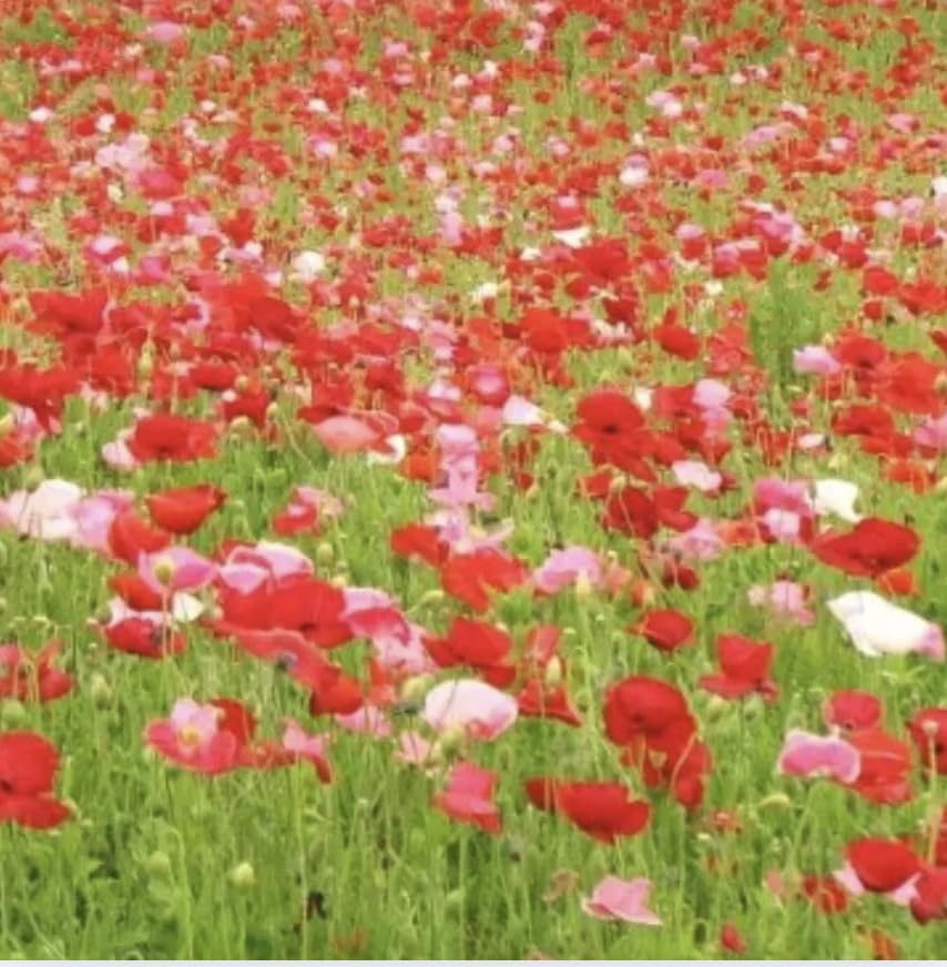 Poppy Flower Seeds Mix, Papaver Rhoeas, Dwarf and Tall Varieties, Blue, Grey, Orange, Red (Shirley Poppy, 1kg)