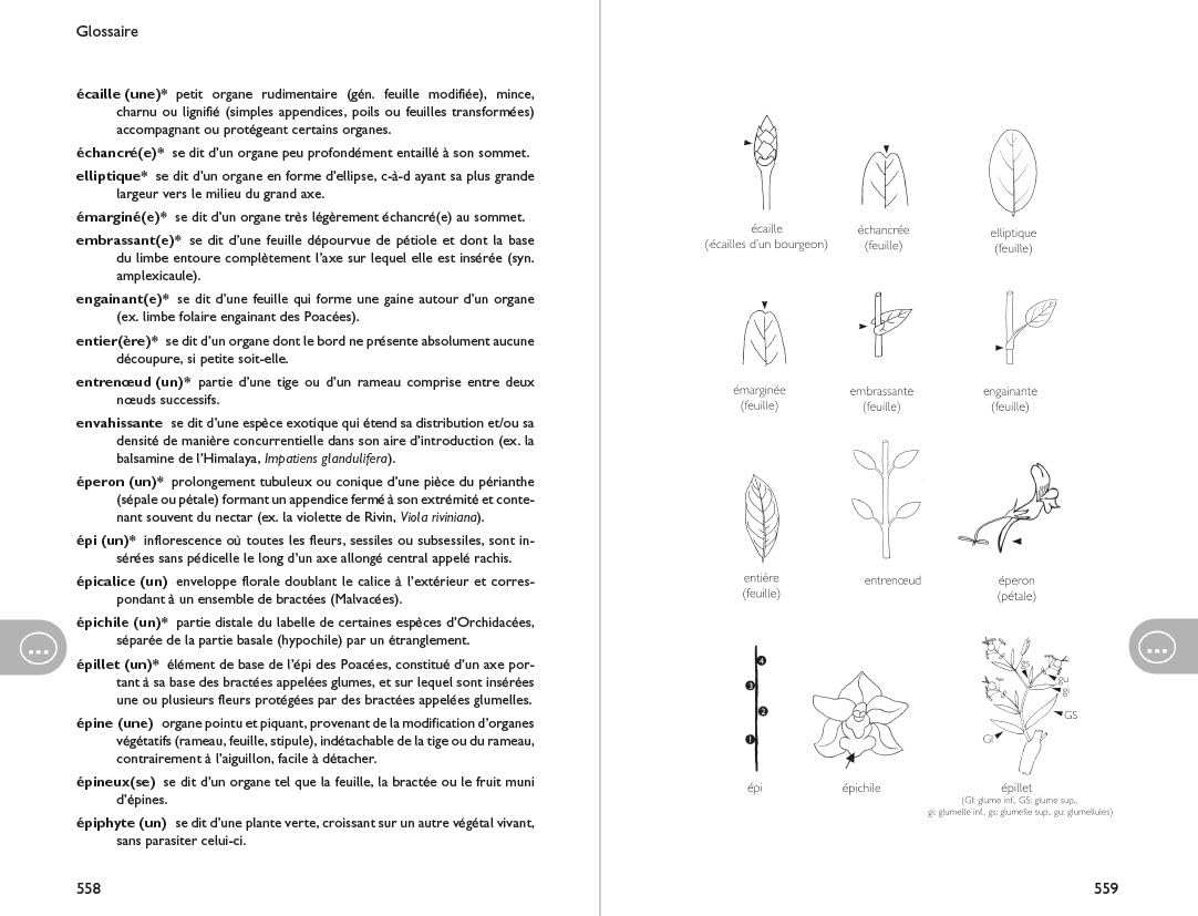 Flore écologique de Belgique et des régions limitrophes: Suivant la classification APG IV