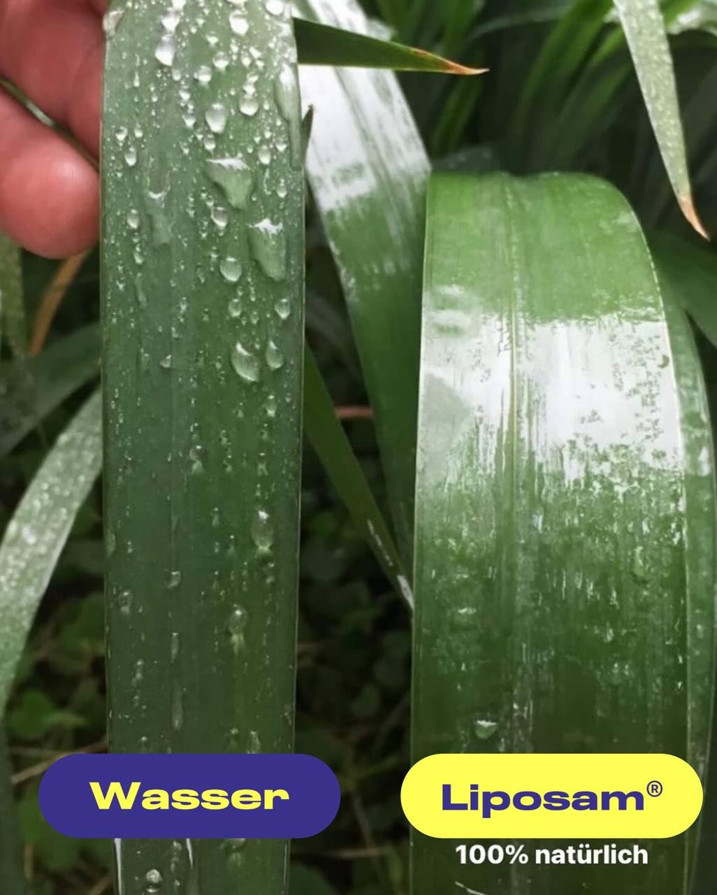 Plant Health Kit: Let’s Grow Bio - Lebender Dünger Organic-Balance®, Bodenverbesserer Ecostern®, Immunität&Resistenz Fitobact® und Bio-Haftmittel Liposam®, 4x500ml
