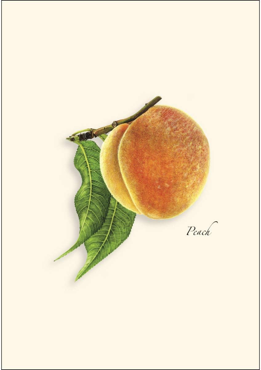 Earth Sky + Water - Peach Notecard Set - 8 Blank Cards with Envelopes