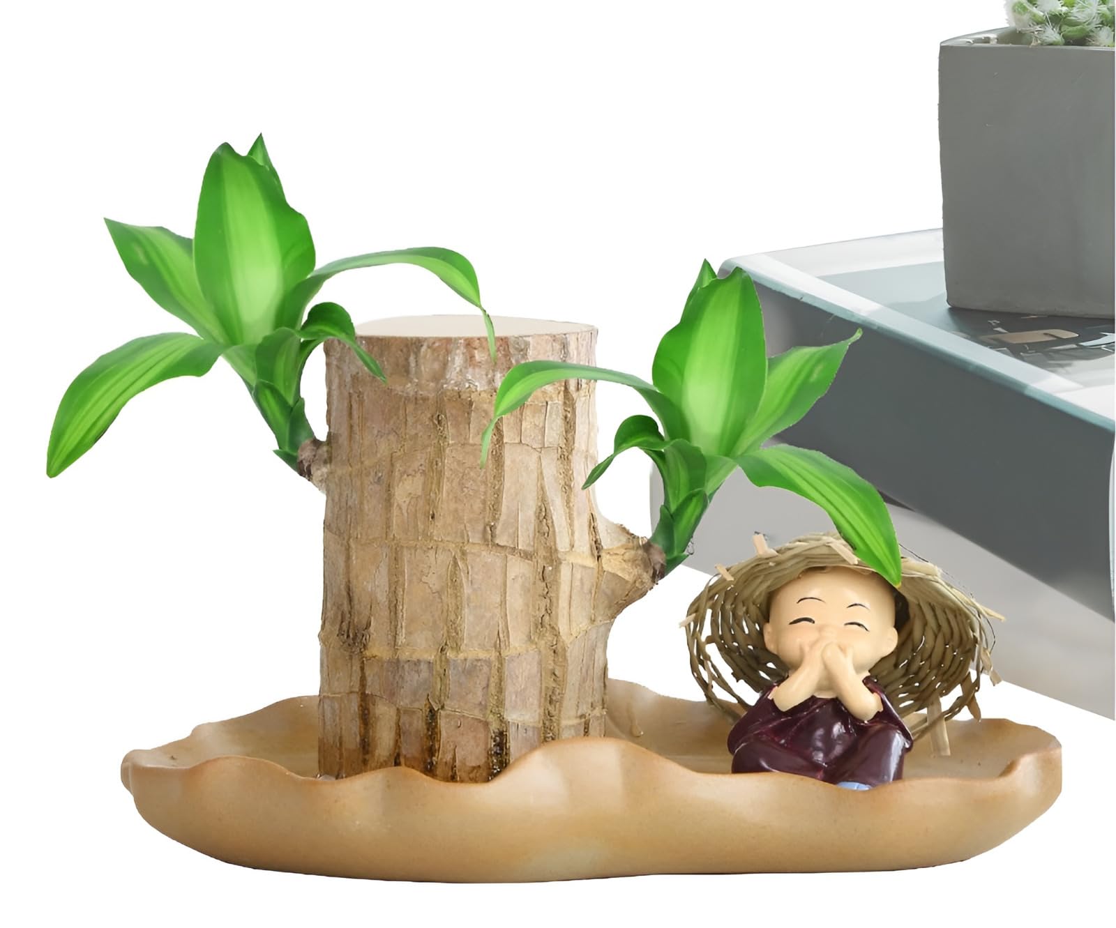 Oxiflora® Lucky Brazilian Wood Green Lucky Brazil Wood, Healthy Indoor Live Plant for Living Room, Feng Shui Plant Pack of 1 (without Pot)