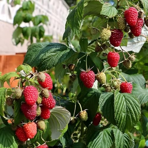 4 Cumberland Black Raspberry Live Plant,12-24 Inch Tall Fruit Tree,