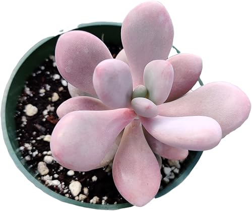 Miniatura 4 de USKC Plantas suculentas vivas Pachyphytum (2 pulgadas Pot Pachyphytum Compactum 'Little Jewel')