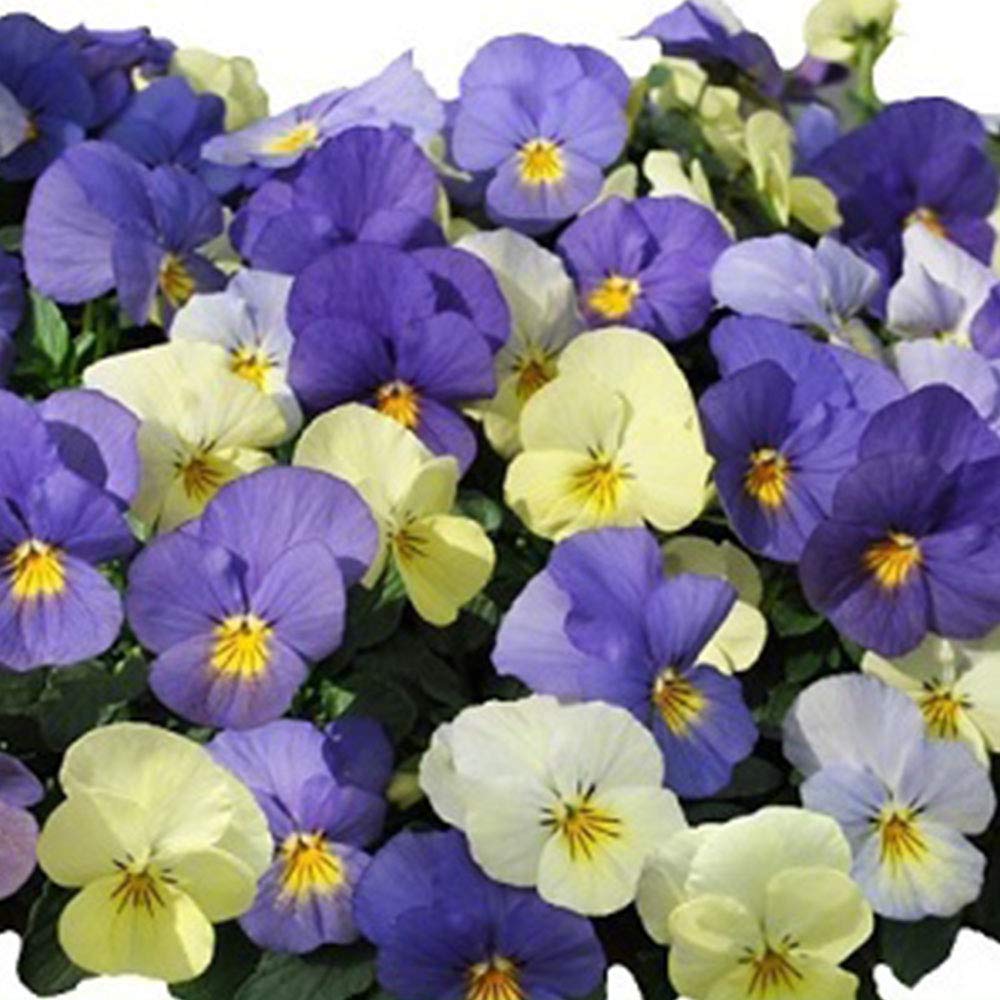 Amazon | ビオラ 天使の誘惑 色変わり プラスノベル ポット苗 3個