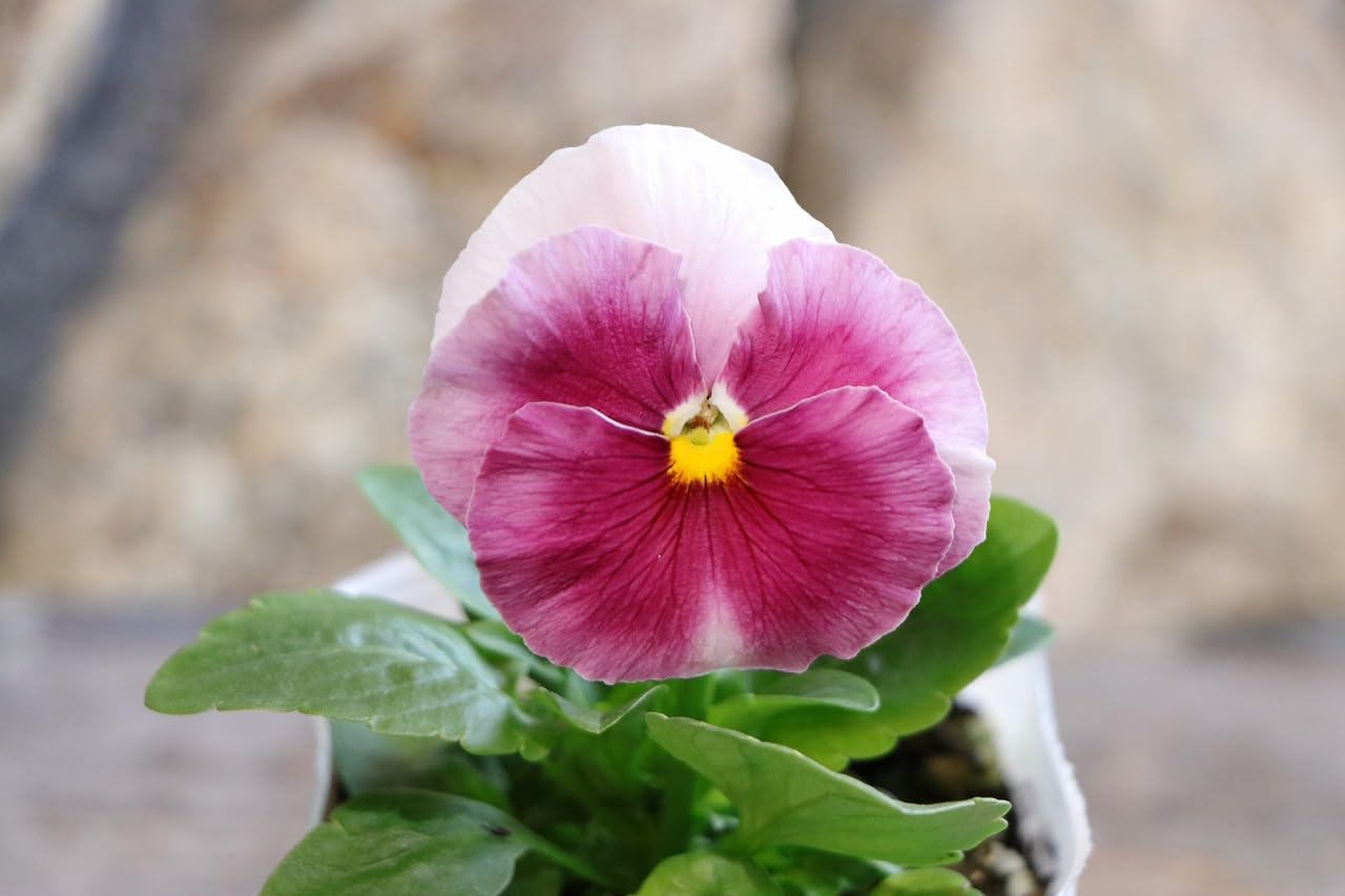 スプリングフラワーフレアブラトップ パンジーS スプリングフラワーフレアブラトップ パンジーS