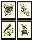 Bird Nest Eggs Wall Art Print Set of 4 Beautiful Antique Vintage Modern Rustic Farmhouse Outdoor Nature Green Tree Natural Colors Home Room Decor Interior Design to Frame DCF (4x6)