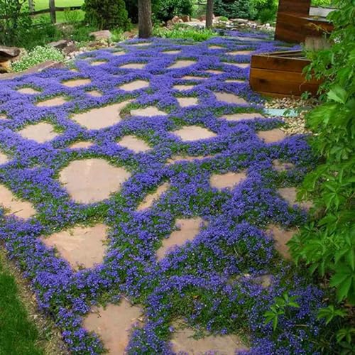 OrginBud Blue Creeping Thyme Seeds - 1000+ Seeds, Easy Planting Ground Cover