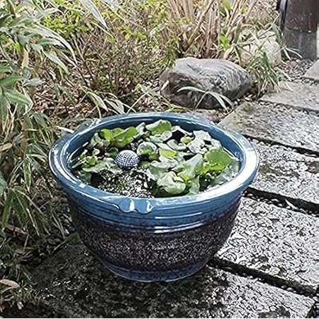 Amazon 信楽焼 15号ナマコ色 すいれん鉢 メダカ鉢 睡蓮鉢 スイレン鉢 金魚鉢 水鉢 陶器 Su 0117 幅470 高さ270mm 鉢