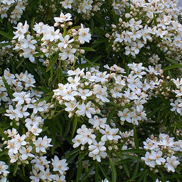 Oranger du Mexique 'Aztec Pearl' – Choisya 'Aztec Pearl' 40-50 cm pot | Arbuste persistant, fleurs blanches parfumées, idéal haie & terrasse