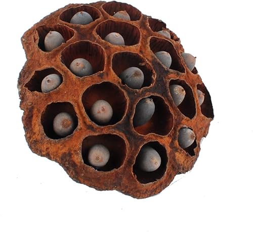 Miniatura 3 de NWFashion 5 cápsulas de loto artificiales con filtro de jarrón decorativo (2.4-3.1 in)