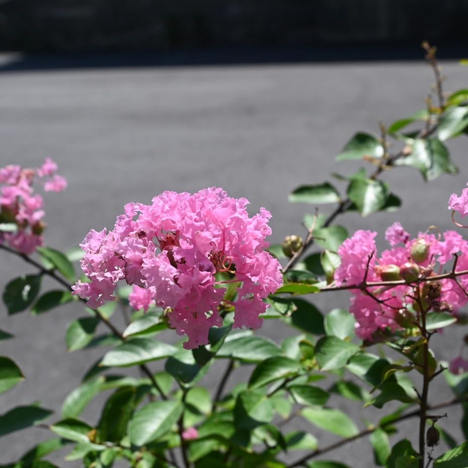 Amazon.co.jp: サルスベリ苗ピンク花 : DIY・工具・ガーデン