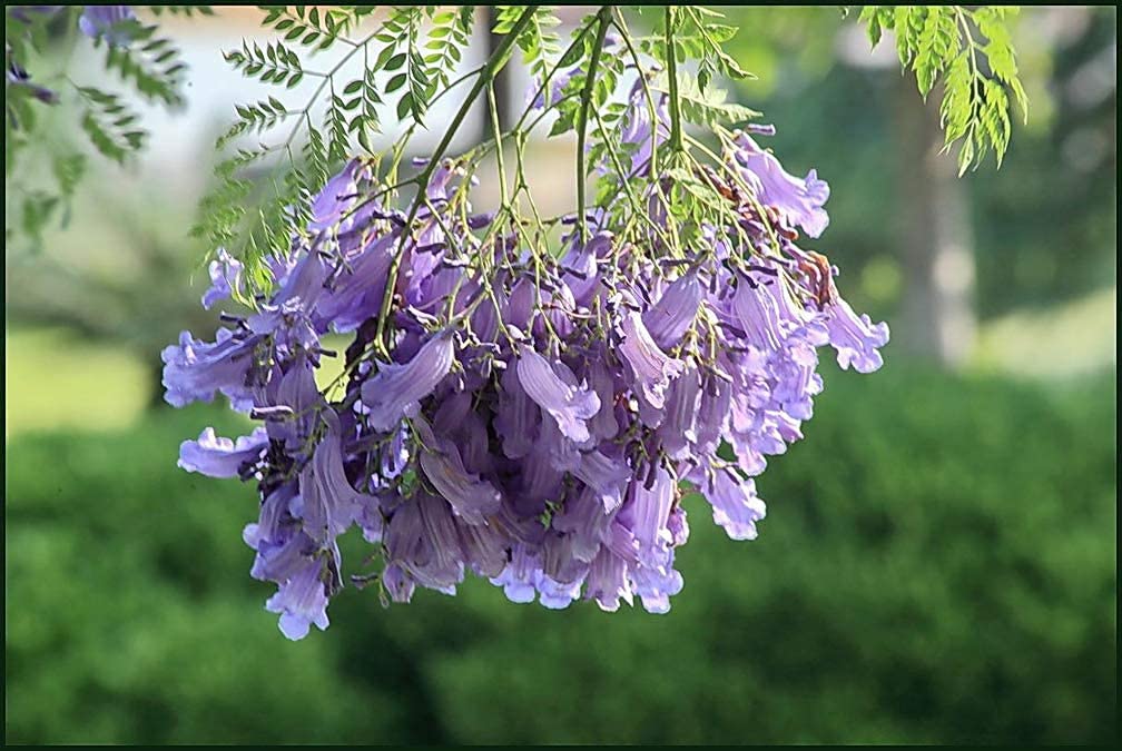 Buy Jacaranda Tree Seeds 100PCS Seeds Jacaranda Mimosifolia Blue Purple