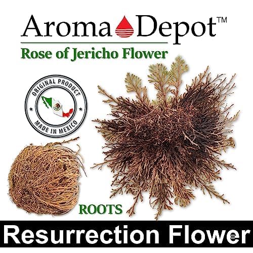 Flor de Jericó seca grande para limpieza espiritual miniatura 4