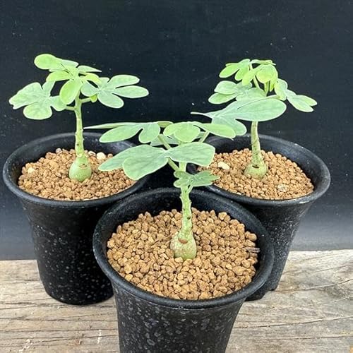 R[fbNXFAfjA OEJ 3Zbg*ԏ