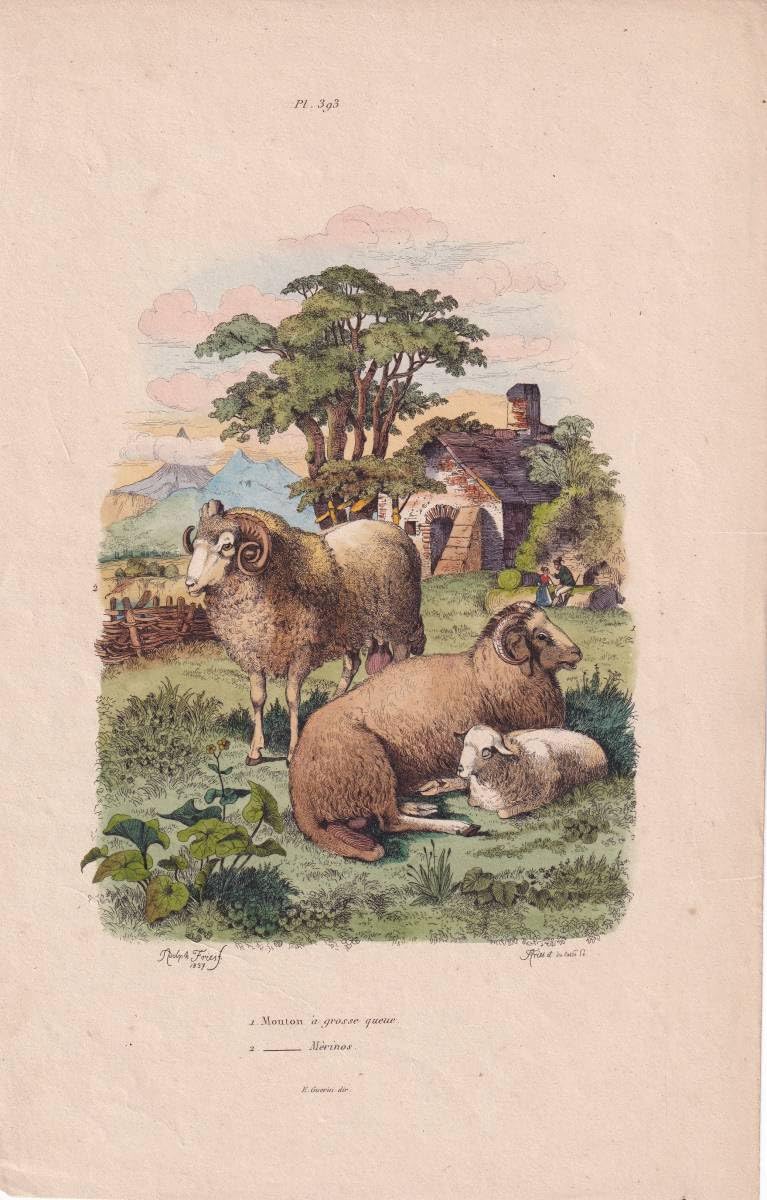 キツネの図版　フランス　アンティーク　版画　1880年　動物　博物画　額縁 キツネの図版 フランス アンティーク 版画 1880年 動物 博物画 額縁