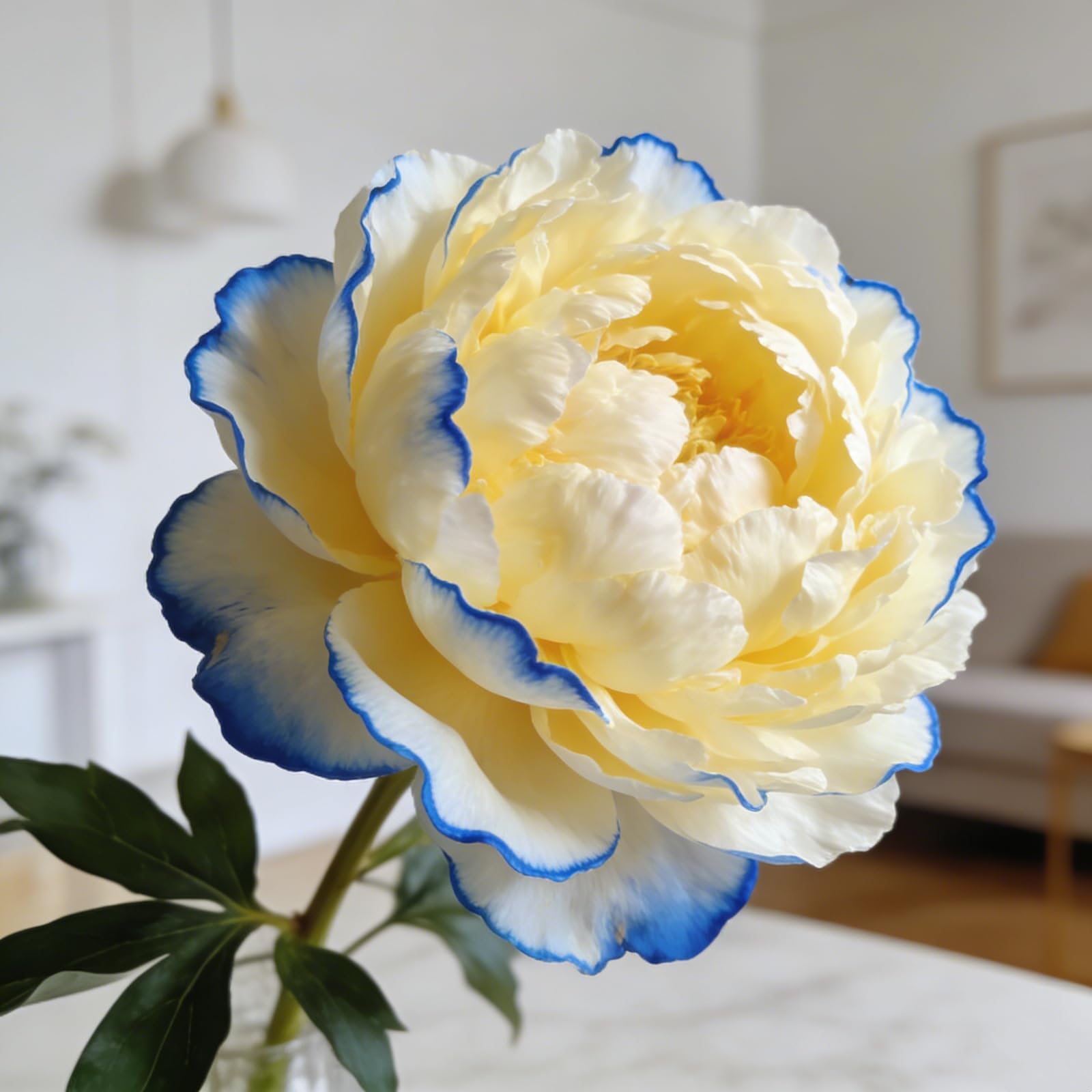 Peony Bulbs in Bulk: Hardy Perennial Peony Bushes for Garden Ready to Plant Garden Displays-2Bulbs -c