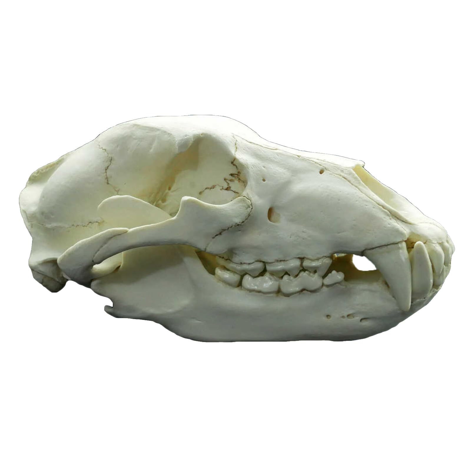 Amazon.co.jp: 肉、31cm、ヒグマの頭蓋骨モデル - クマの解剖学の