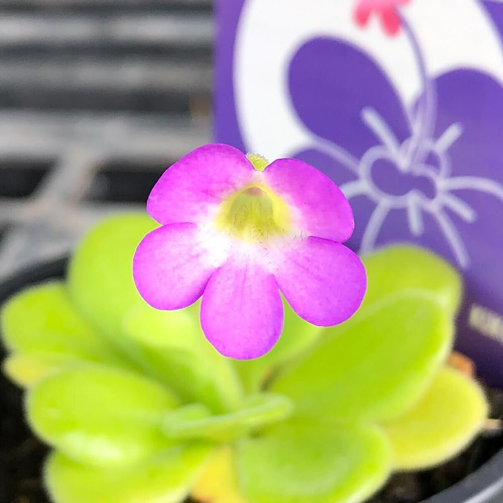 食虫植物　ムシトリスミレ　ピンク　￥888 食虫植物 ムシトリスミレ ピンク ￥888