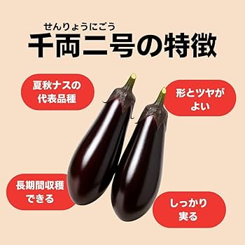 【今だけお買い得❗️】なす苗　千両2号　◎プラグ苗(100苗)◎ 61B07u1CWCL._AC_UF350,