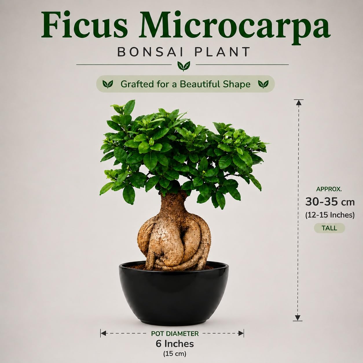 Ficus Microcarpa Bonsai - Live Air Purifying Plant -3 Ficus Microcarpa Bonsai - Live Air Purifying Plant -3