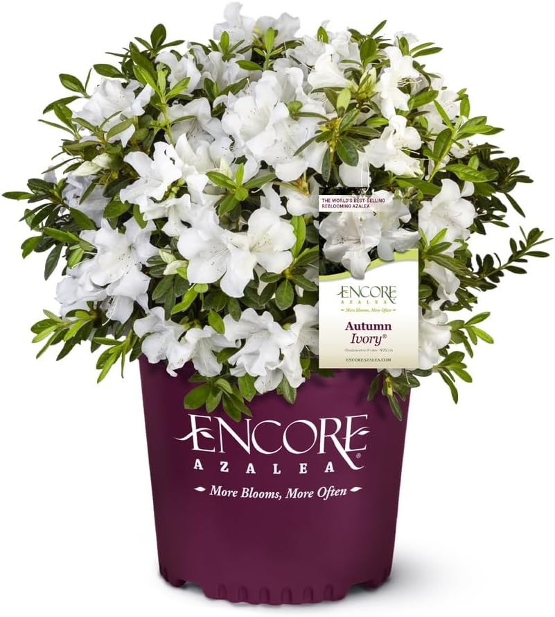 Encore Azalea Autumn Ivory (3 Gallon) White Flowering Shrub - Full Sun Live Outdoor Plant