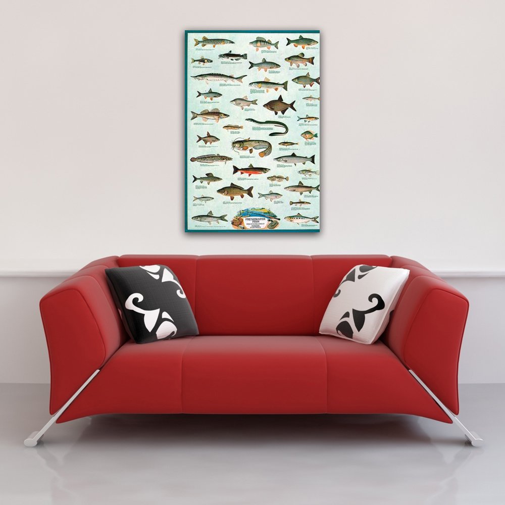 Empire 536440 plakat edukacyjny z rybami słodkowodnymi, 68 x 98 cm