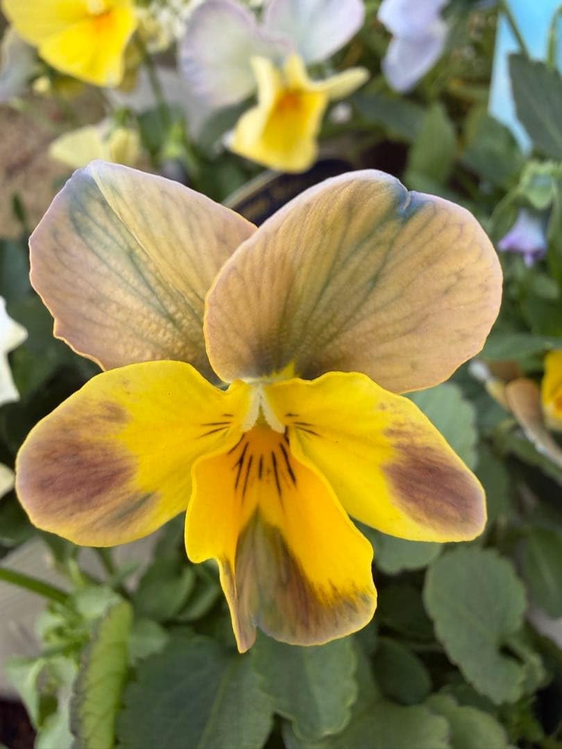 横浜セレクション ブラウンオーキッド