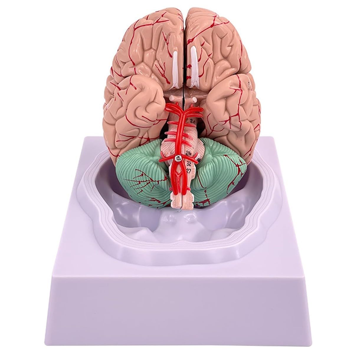 Bananaww Human Brain Model Anatomy 8 Parts Life Size, Detachable Anatomical Brain Model with 32 Digital Identifiers Arteries, Brain Model for Medical Teaching, Neuroscience Study