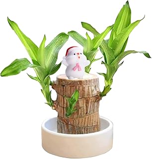 Brazilian Wood,Lucky Brazil Wood Potted Plant Indoor, Easy Grow Lucky Wood Plant, Easy Care Brazilian Wood with Ceramic Tray for Desktop Decoration (Style-3)