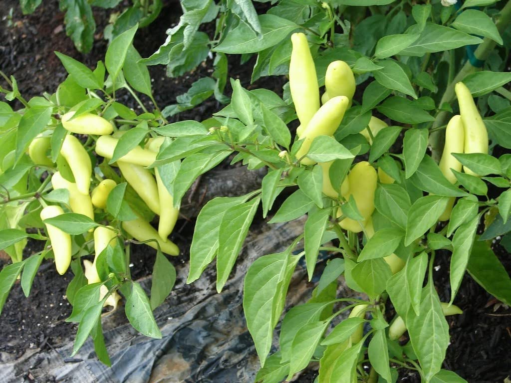 OhhSome Vella Kanthari BirdS Eye Chili (Capsicum Annuum) Farm Hybrid Mulaku Thai Pepper Chilli -White Plants For Evergreen Kandhari Chili (Birds Eyechilly) (Healthy Live (Healthy Live Plant) (B09SDD6GQD) Amazon Price History, Amazon Price Tracker