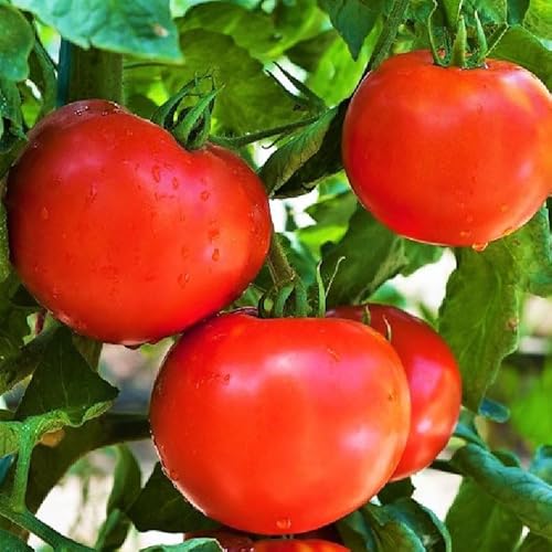 TomorrowSeeds - Floridade Tomato Seeds - 100+ Count - for 2025 Planting Heat Tolerant Hot Weather Garden Vegetable Summer Red Non-GMO Heirloom Fruit Vegetable Grow Your Own Home Farm Patio Healthy