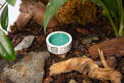 Miniatura 9 de 3 piezas de tazón micro colorido, tazas de riego Trantuala, cuenco pequeño para cangrejo ermitaño, cuenco de comida Gecko crestado