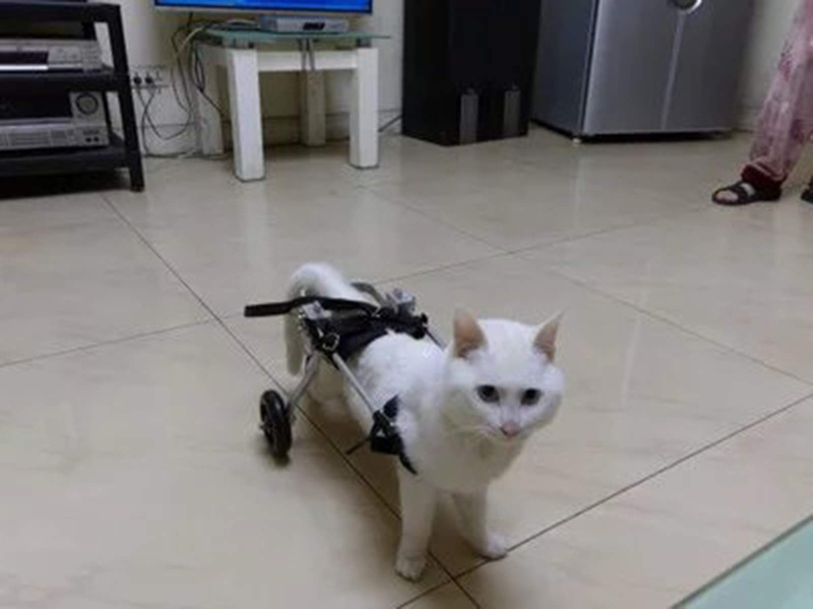 Carrellino per Cani Disabili Piedi/Gambe Posteriori Riabilitazione, Sedia a Rotelle Regolabile per Gatto Coniglio, Carrozzella per Movimento del Cane Anziano, Carrello con 2 Ruote, 0-60kg